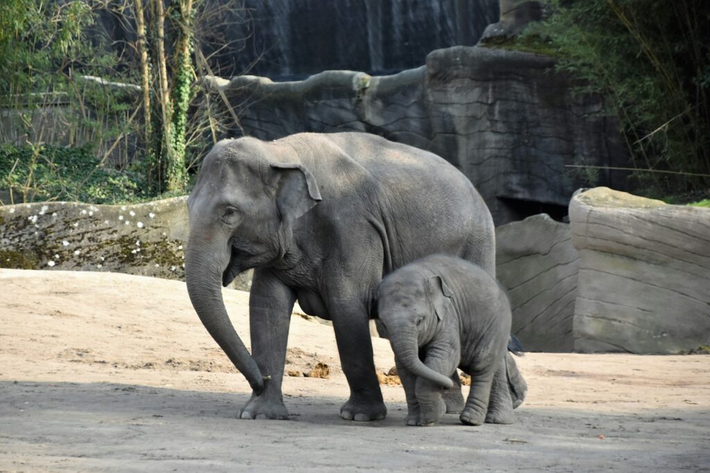 Ueno Zoo with Kids: The Honest Family Guide (2026)