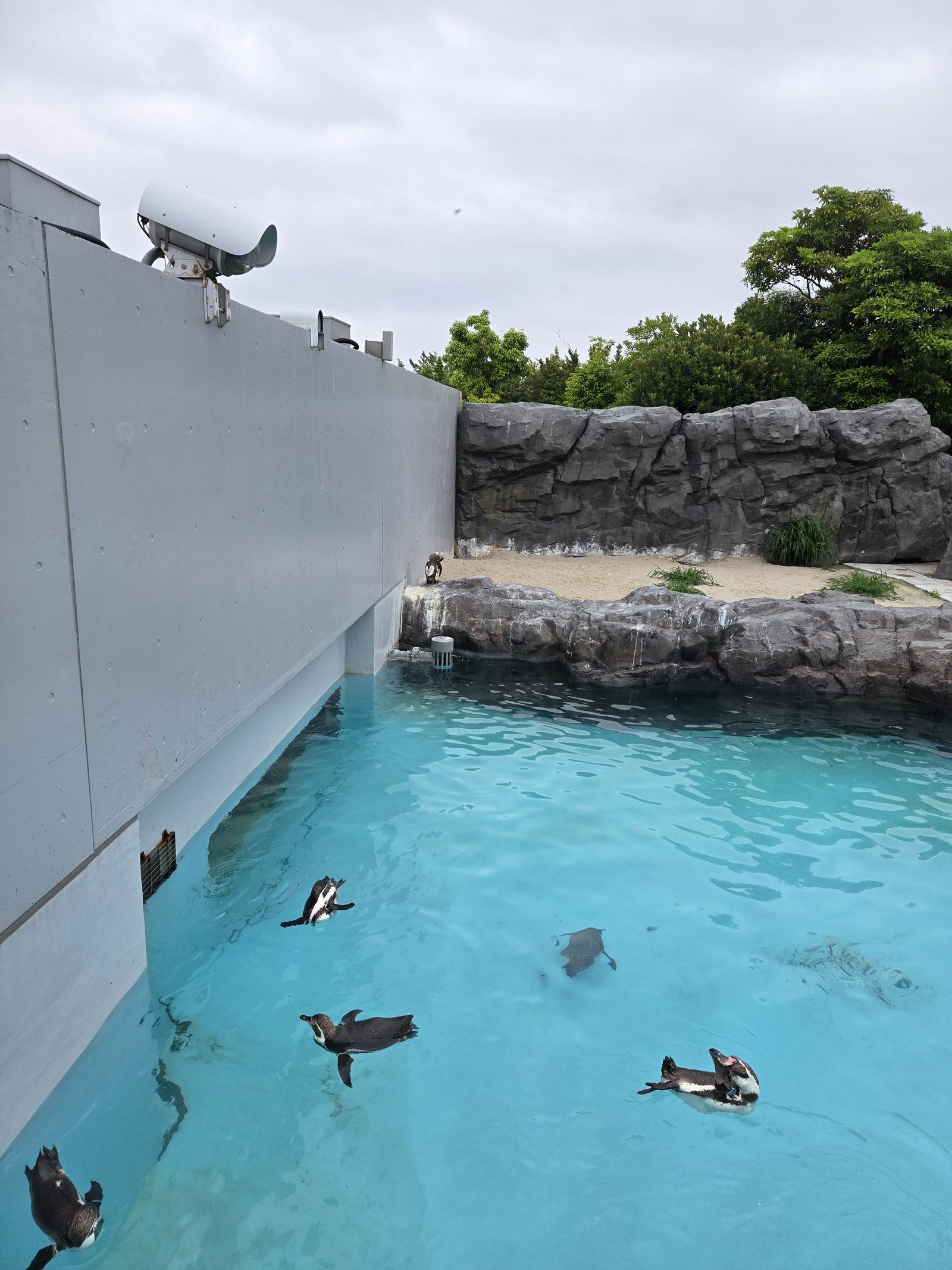 Penguins swimming in an outdoor pool at Tokyo Sea Life Park.