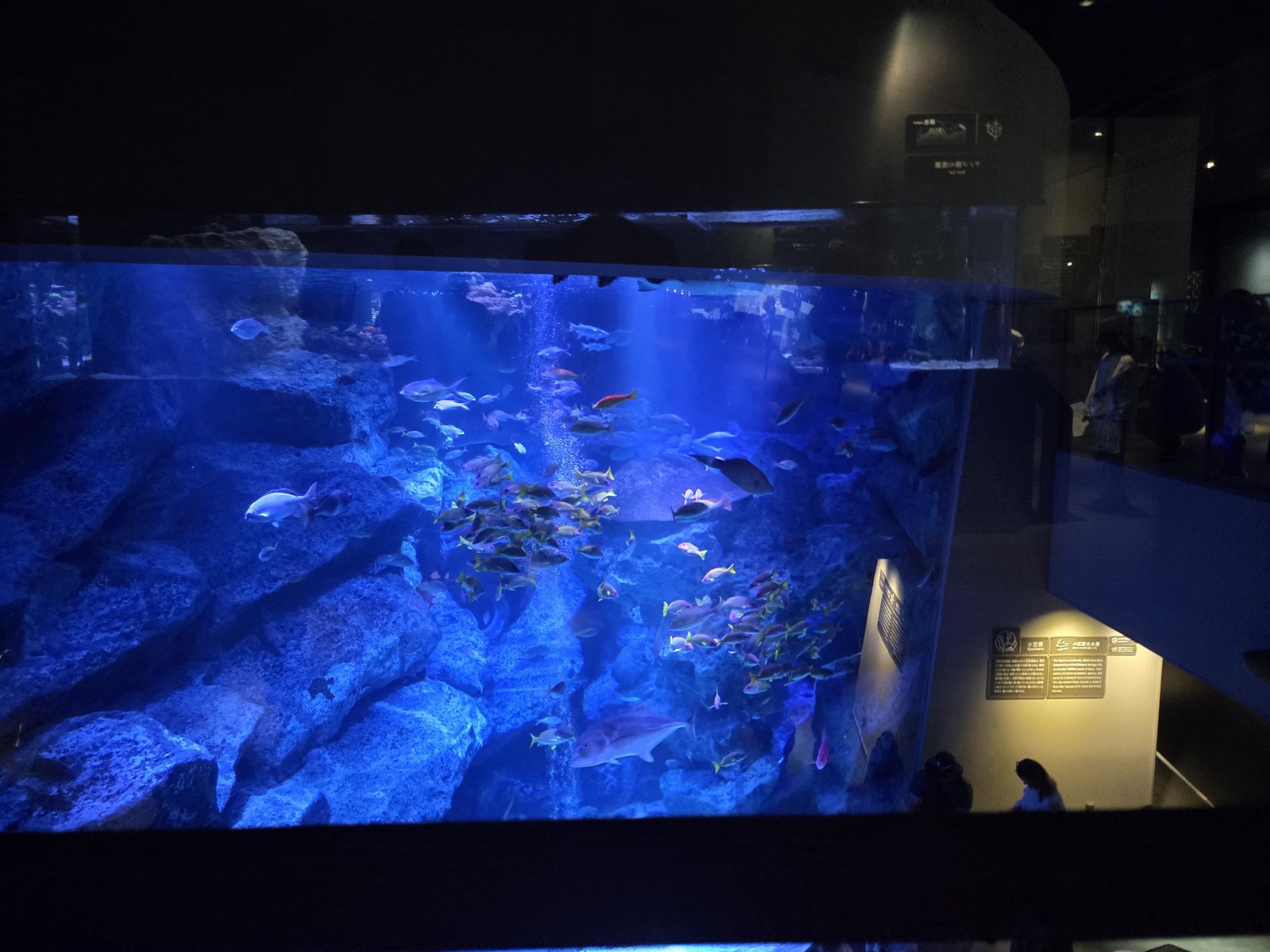 A colorful fish tank display at Sumida Aquarium in Tokyo Skytree Town.