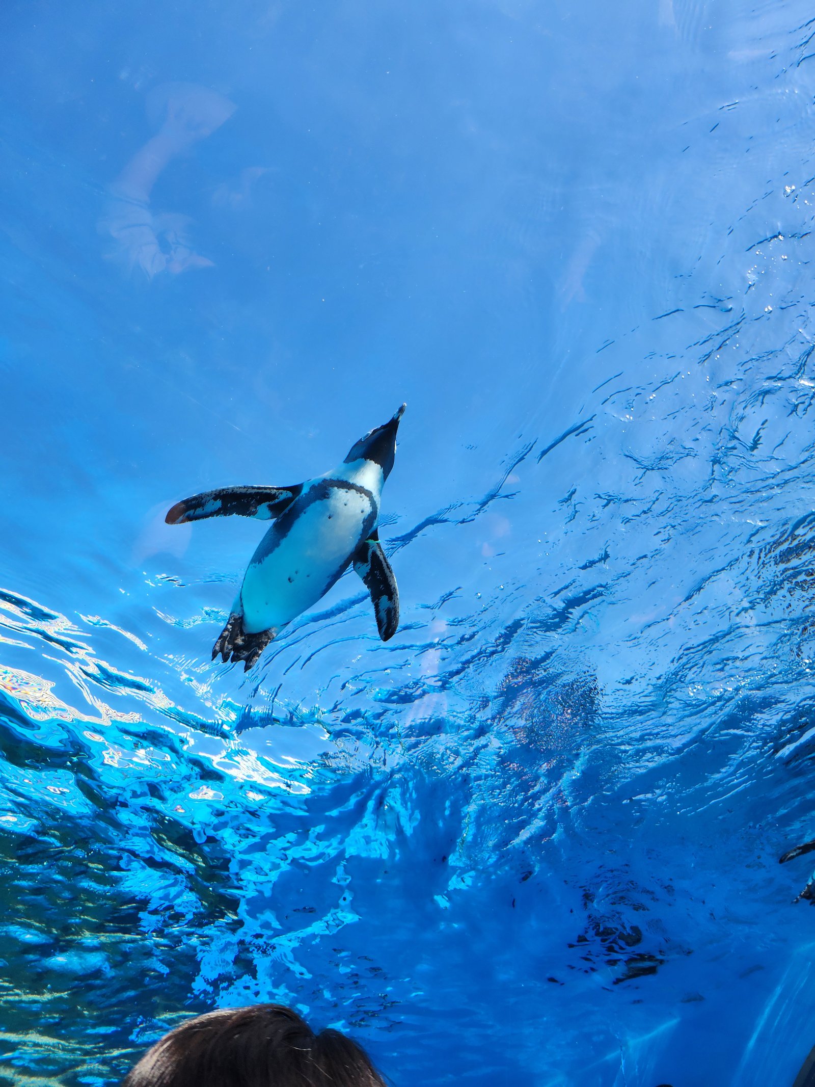 A penguin diving underwater at Sunshine Aquarium in Ikebukuro, Tokyo.