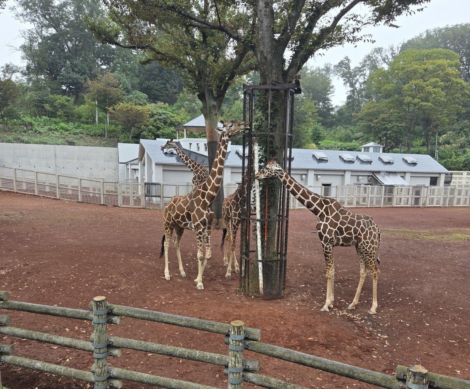 Three giraffes gathered around a raised feeder in the open African Zone habitat at Tama Zoological Park.