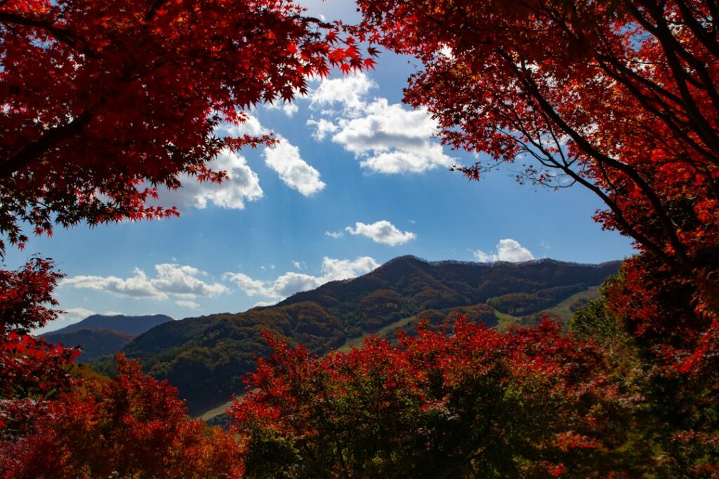 Vivid red maple leaves framing a distant mountain range under a blue sky with clouds, evoking autumn color season near Mount Takao.