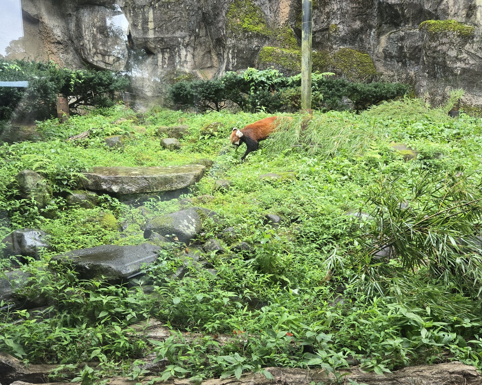 A red panda partly hidden among dense greenery in its enclosure at Tama Zoological Park.