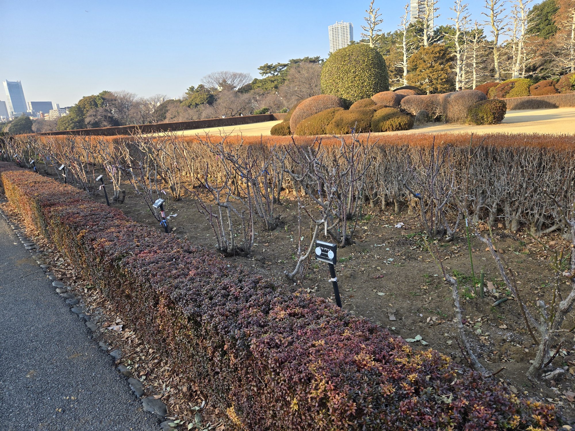 A pruned garden bed at Shinjuku Gyoen in winter with the Shinjuku skyline behind.