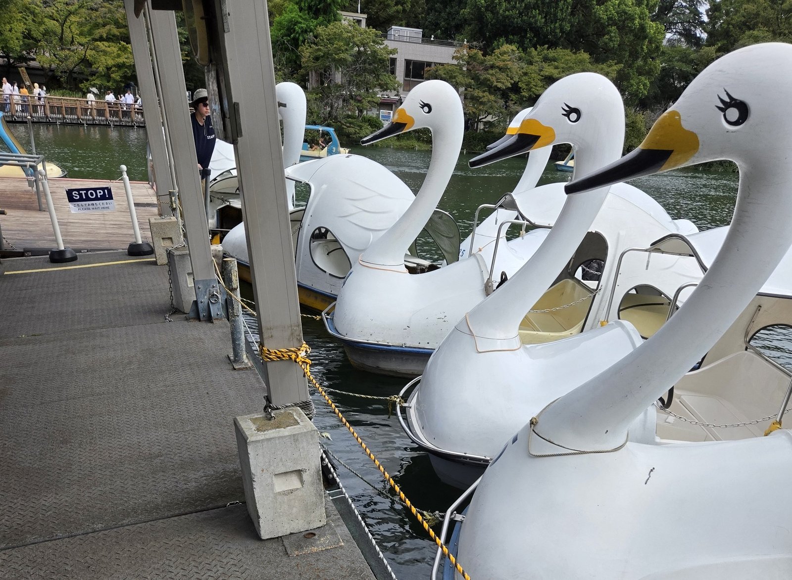Close-up of swan-shaped pedal boats moored side by side at the dock on Inokashira Park's pond.