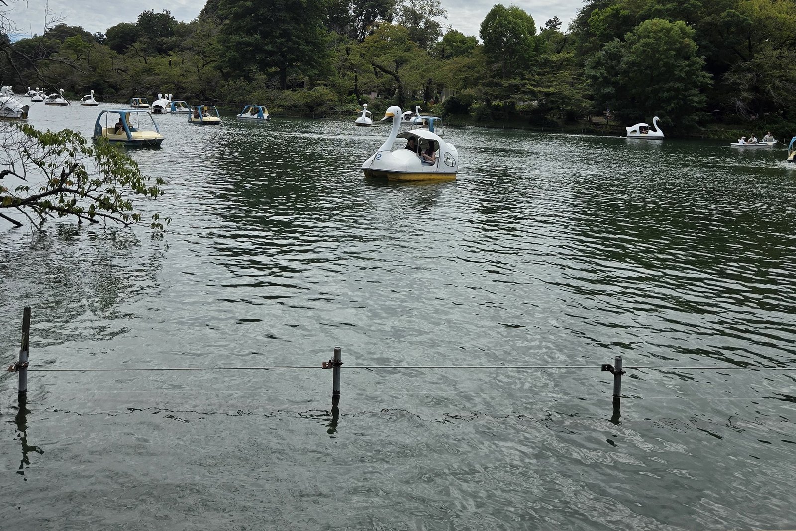 Swan boats crossing Inokashira Park's pond, seen from the shore near the dock.