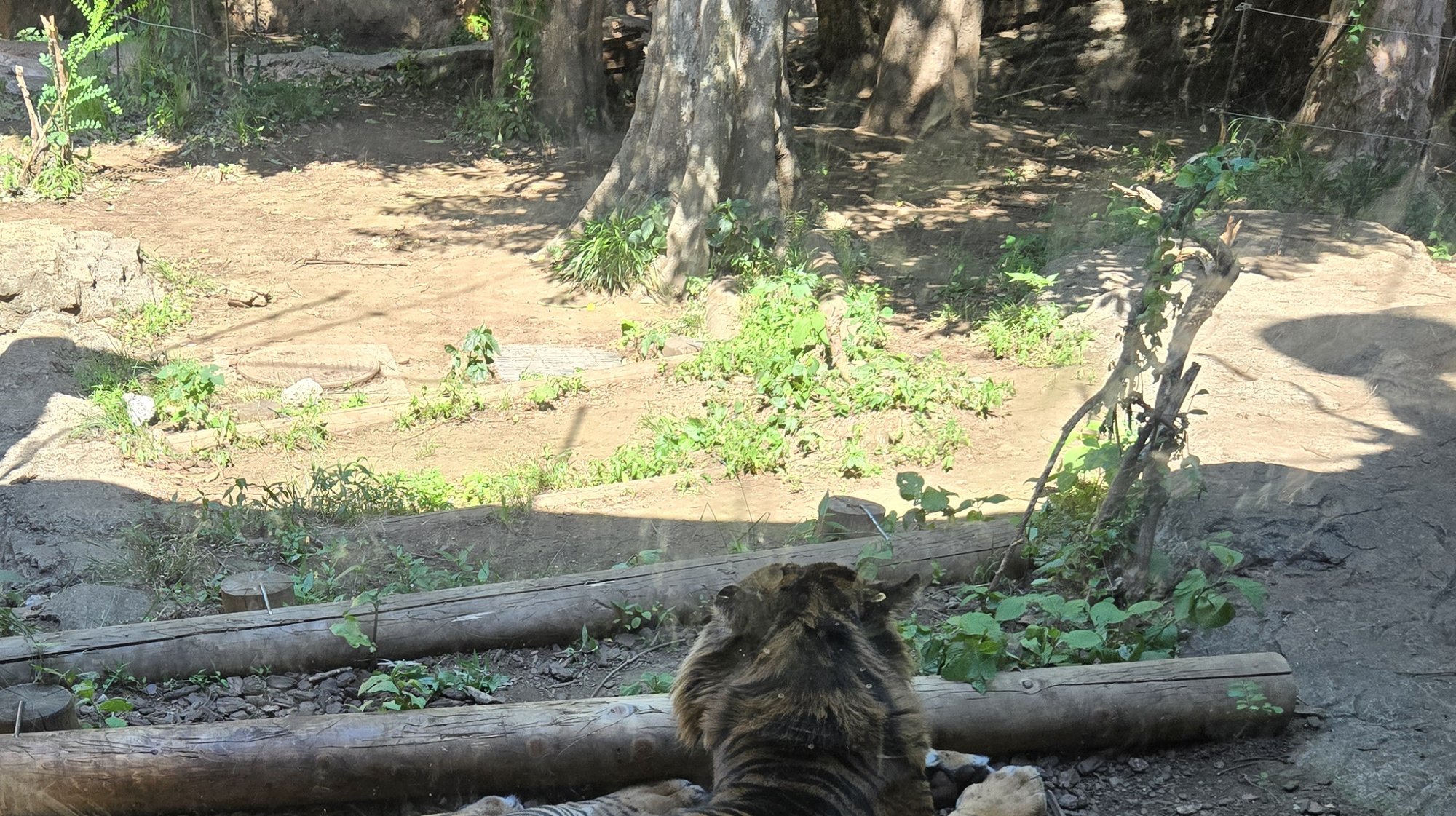 A tiger resting on logs in its wooded enclosure at Ueno Zoo.